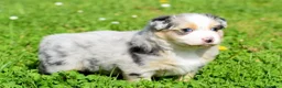 Australian Shepherd cani in vendita: AUSTRALIAN SHEPHERD a Provincia di Padova - Annuncio 21