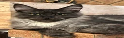 Maine Coon gatti in vendita: Maine Coon  - Annuncio 1