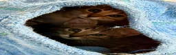 Europeo gatti in regalo:  Adorabili gattini in adozione! - Annuncio 2