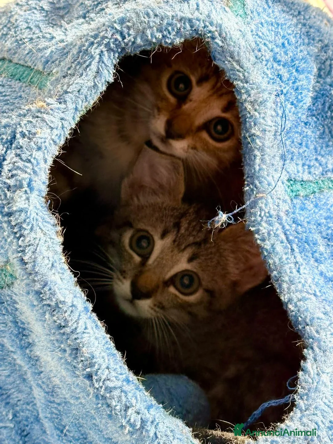 Europeo gatti in regalo:  Adorabili gattini in adozione! - Annuncio 2