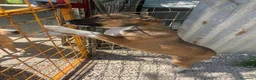 Meticcio cani in regalo: DOLCE PITTINO CERCA AMORE - Annuncio 7