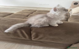 Persiano gatti in vendita: Gattine persiane a Provincia di Brescia - Immagine 3