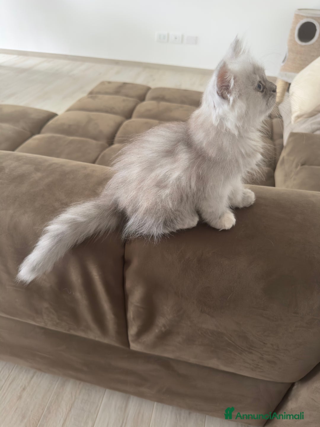 Persiano gatti in vendita: Gattine persiane a Provincia di Brescia - Immagine 3
