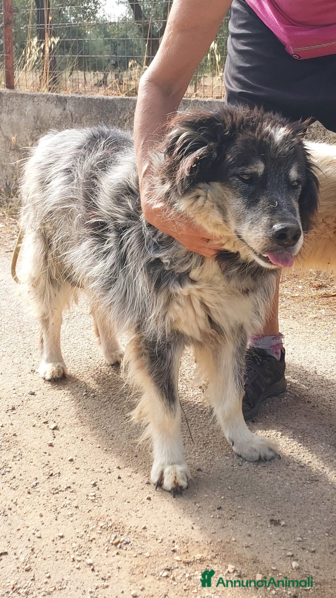 Meticcio cani in regalo: Nonno Nando Cerca Famiglia. Info Monica 3890238584 - Annuncio 12