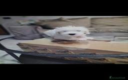 Maltese cani in vendita: Maltese  - Immagine 2