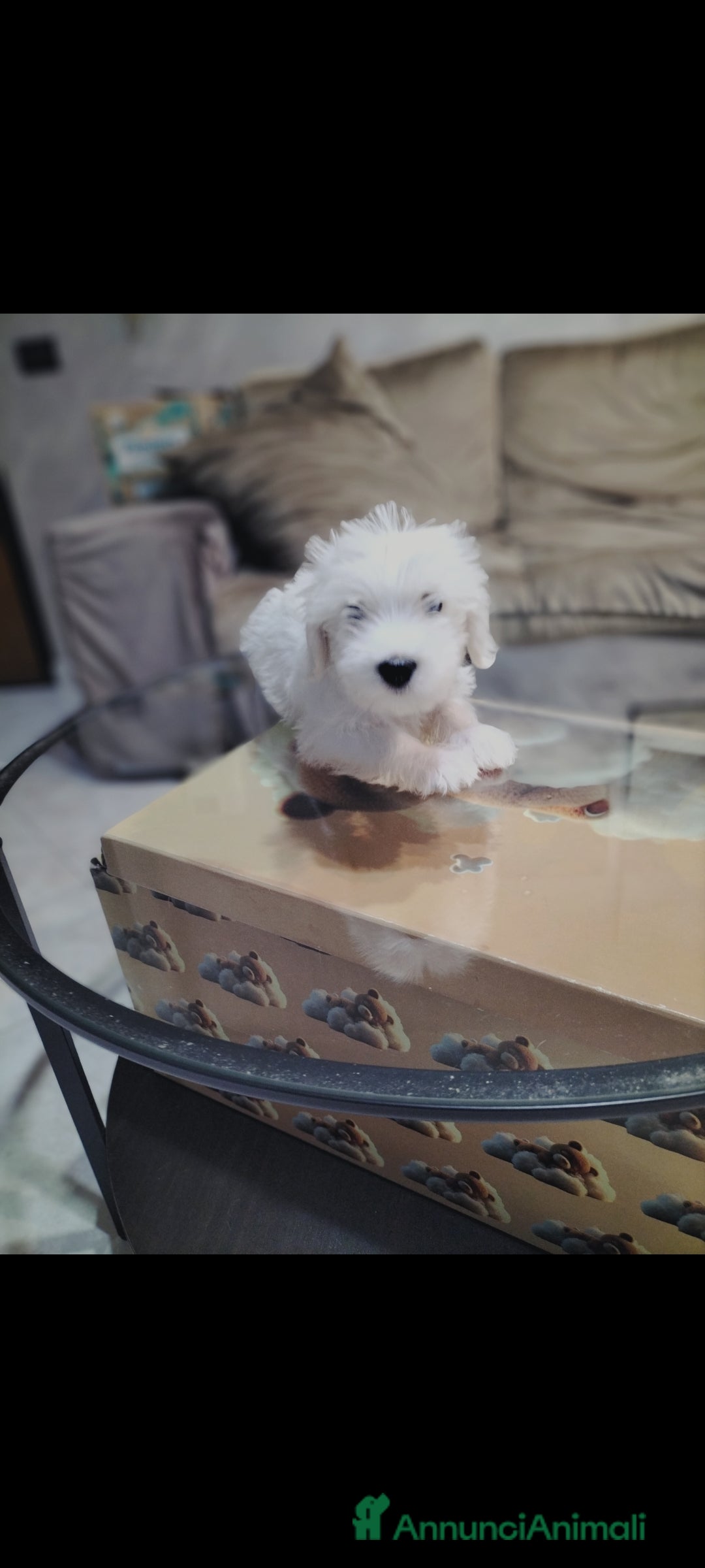 Maltese cani in vendita: Maltese  - Immagine 2