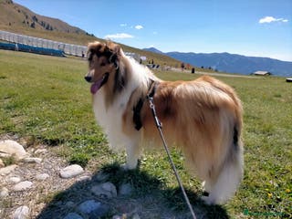 Collie cani PASTORE SCOZZESE PER ACCOPPIAMENTO - Annuncio 10