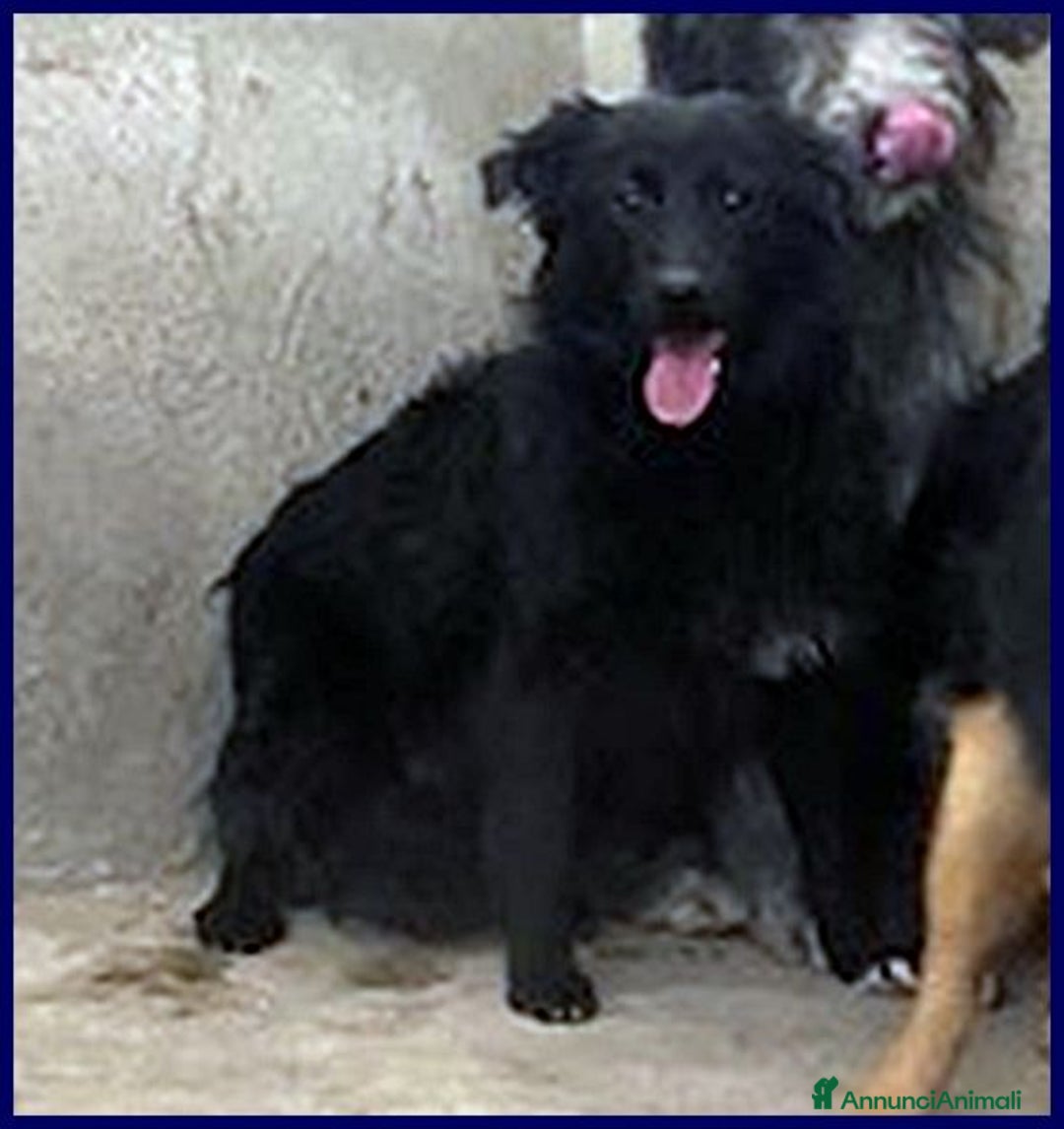 Meticcio cani in regalo: ARABELLA timida curiosetta - tg media - Annuncio 3