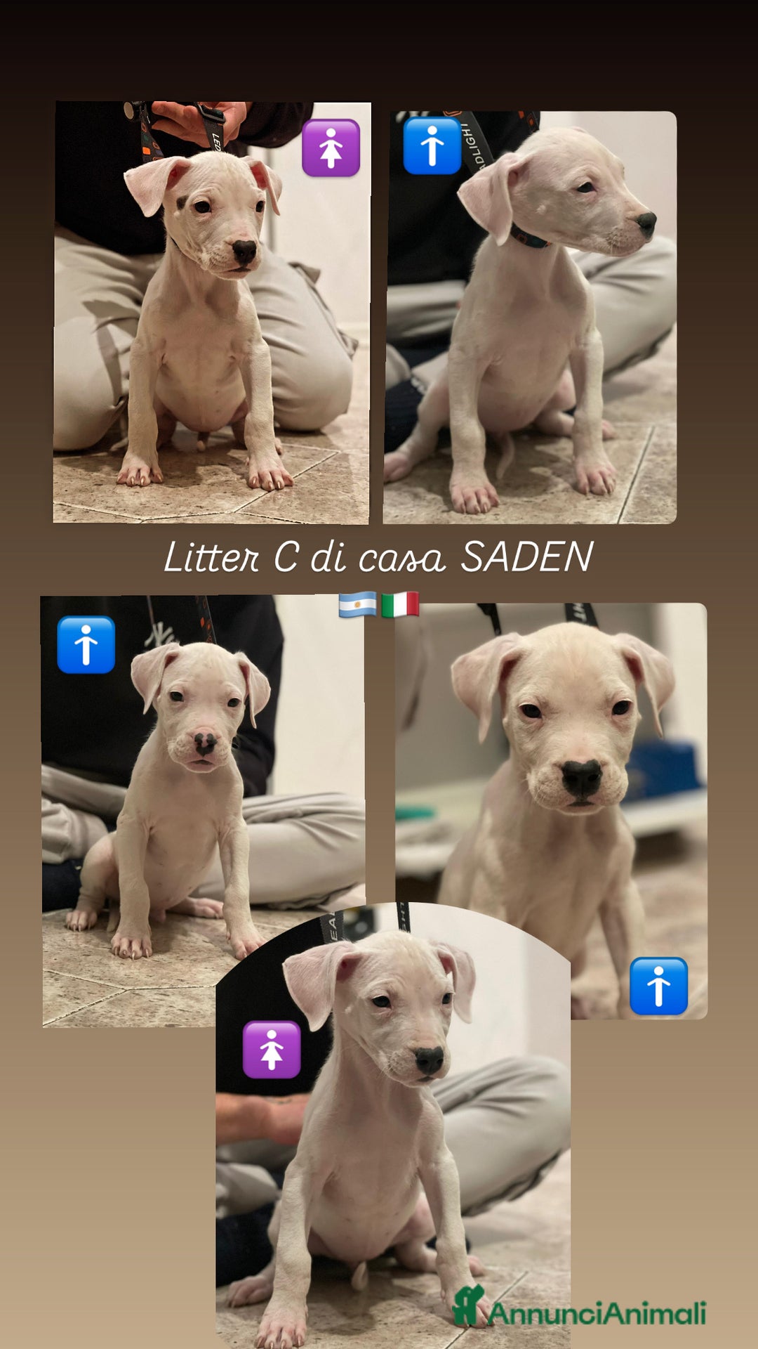 Dogo Argentino cani in vendita: Cuccioli di Dogo argentino  - Annuncio 3