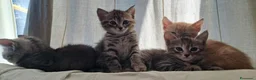 Europeo gatti in regalo: Splendidi gattini cercano casa - Annuncio 9