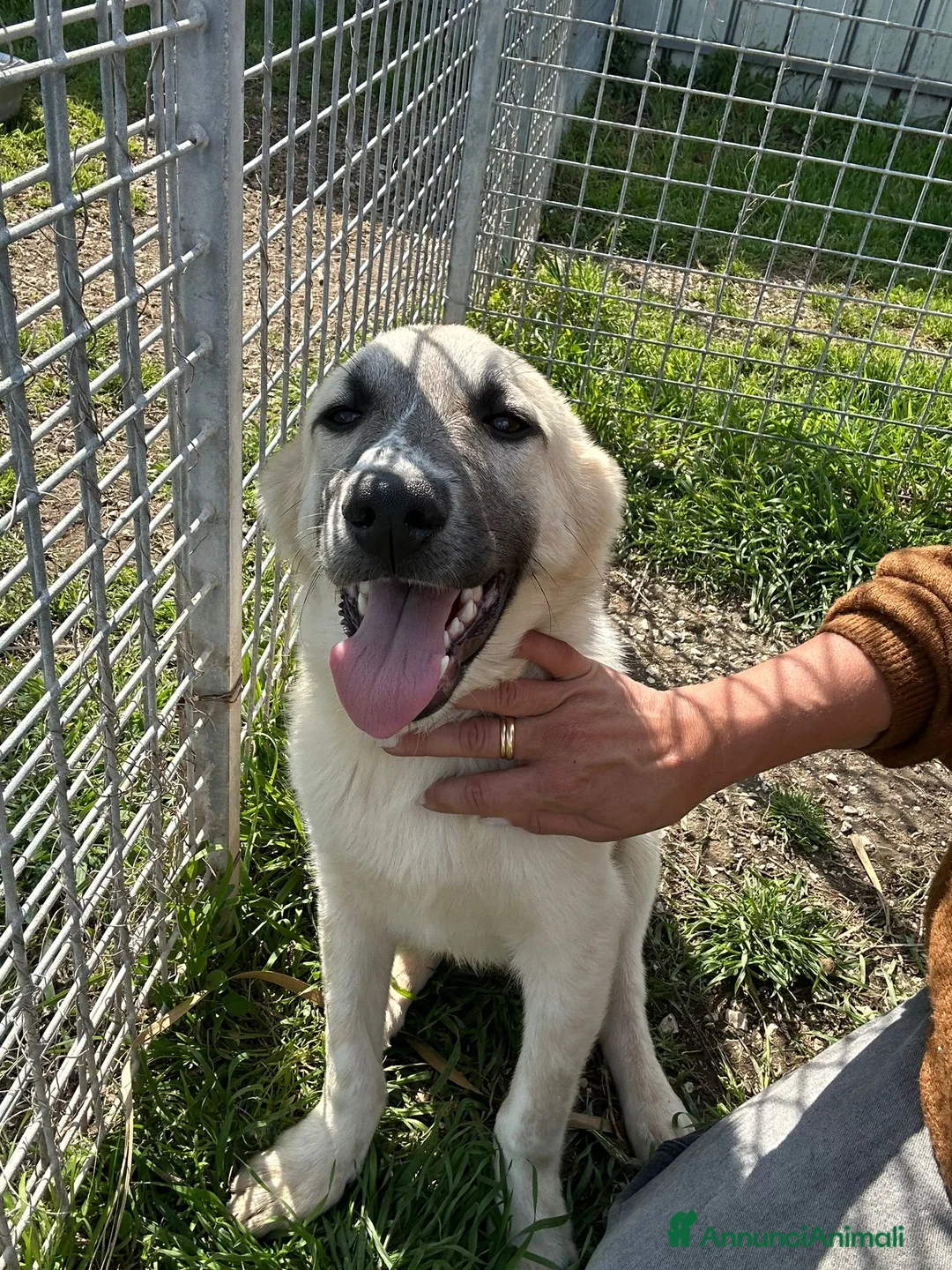 Meticcio cani in regalo: Incrocio (JOY) - Annuncio 2