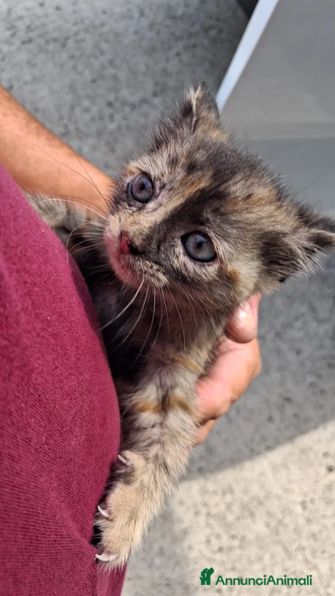Meticcio gatti in regalo: GATTINO/A CERCA CASA a Provincia di Vicenza - Annuncio 2
