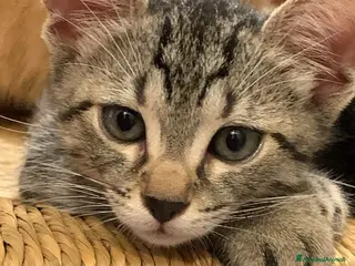 Meticcio gatti 2 mesi, tigratino delizioso - Annuncio 2