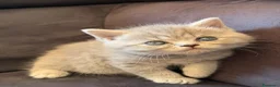 Scottish gatti in vendita: British Scottish - Annuncio 4