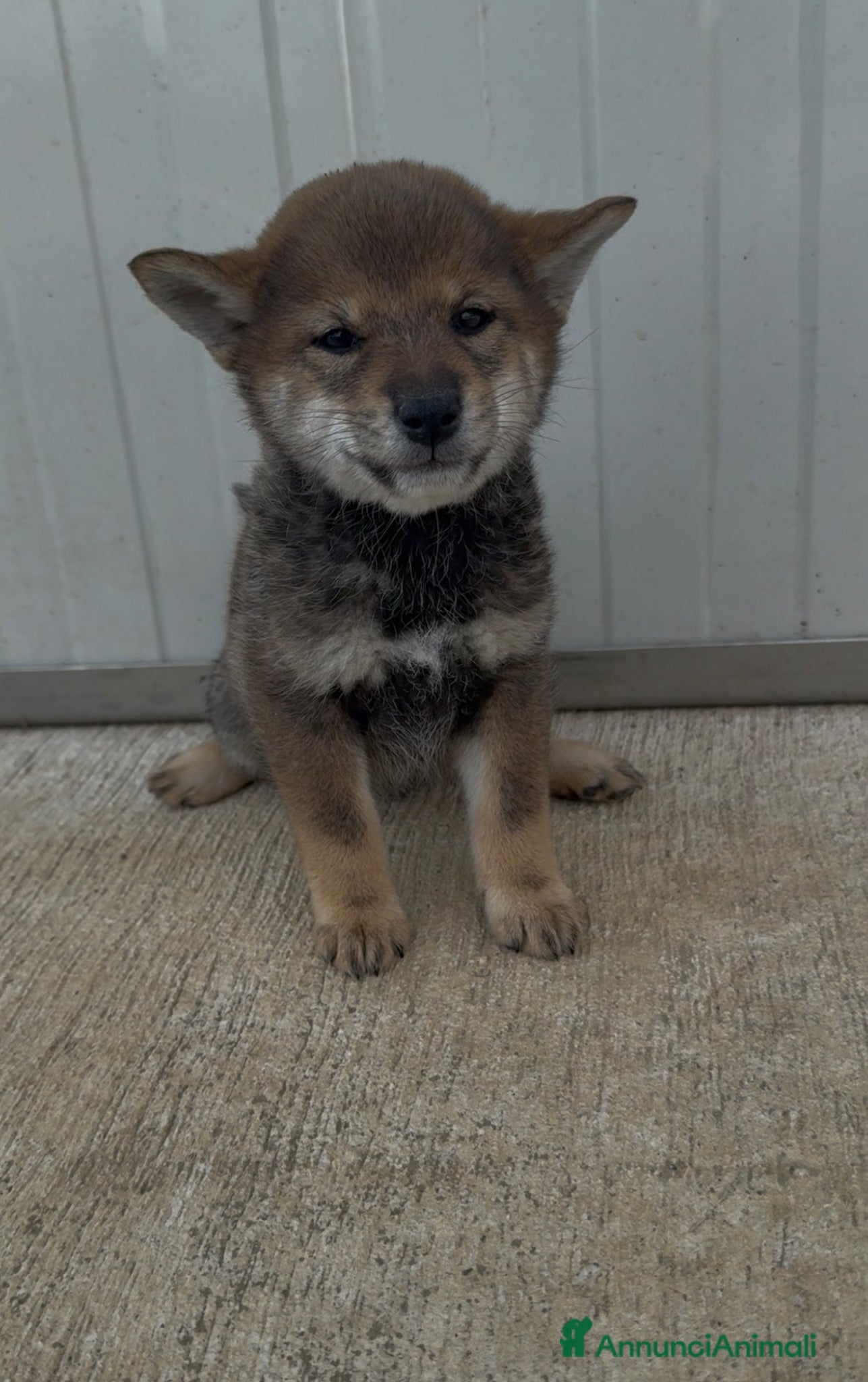 Shiba Inu cani in vendita: Cuccioli di Shiba Inu sesamo con pedigree Enci  - Annuncio 4