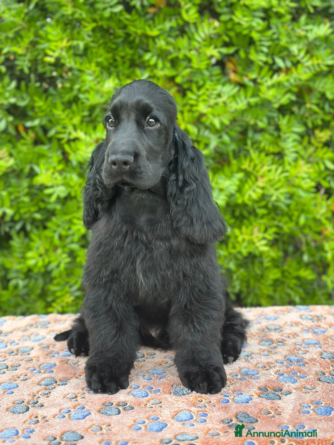 Cocker cani in vendita: Cocker spaniel inglese con pedigree  - Annuncio 2