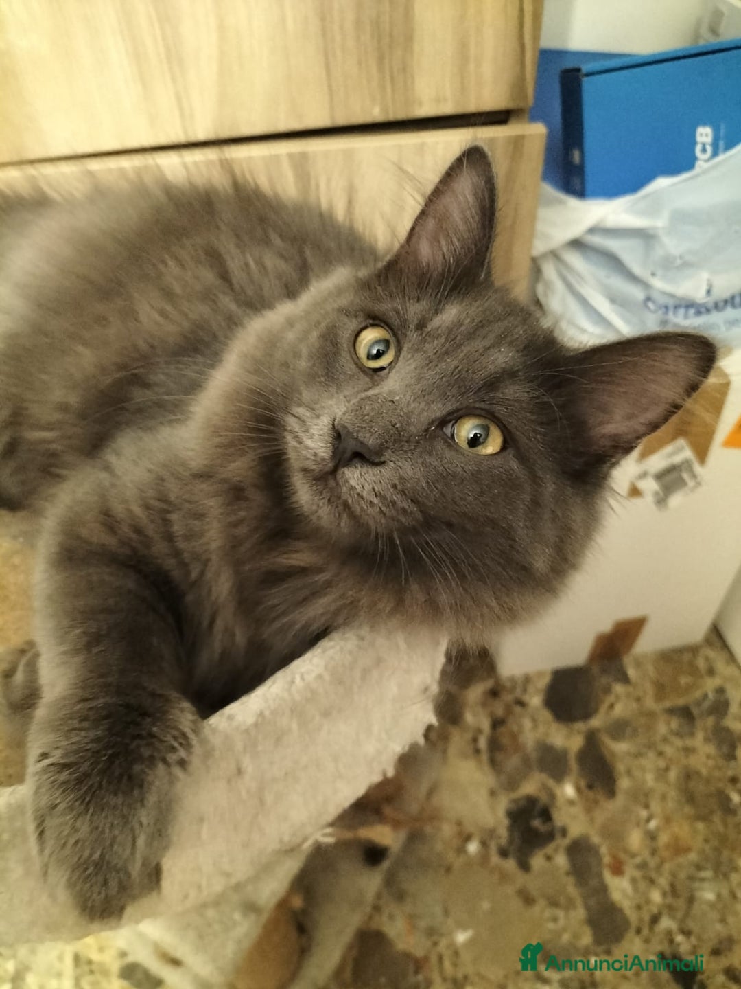 Siberiano gatti in vendita: Cuccioli gatto siberiano ipoallergenici  - Annuncio 12