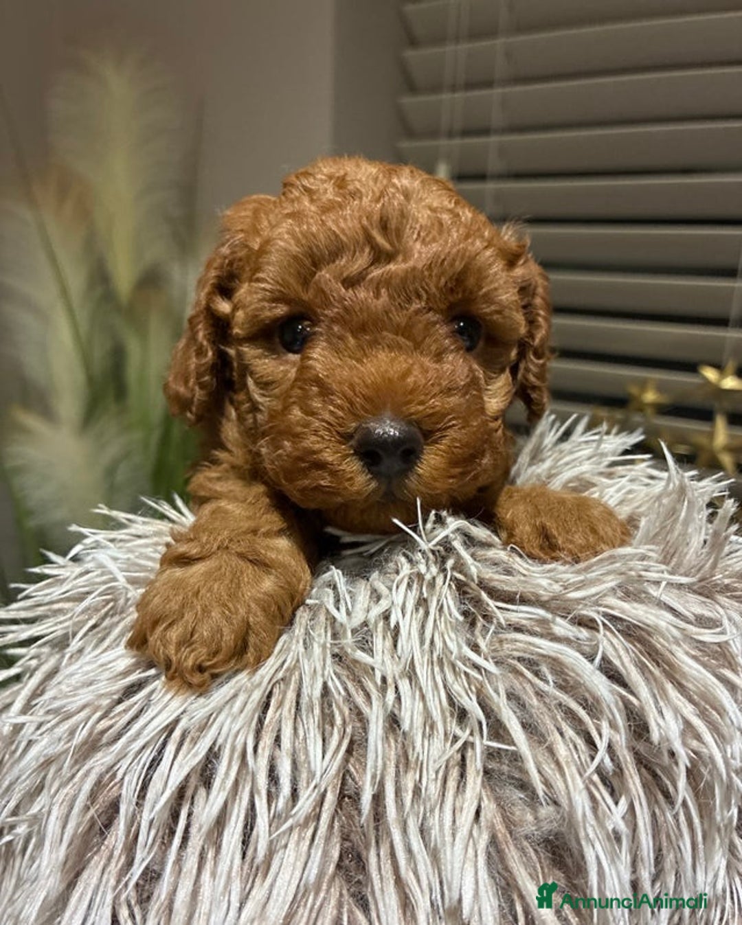 Barboncino Toy cani in vendita: Adorabili cuccioli di Barboncino Toy - Annuncio 4