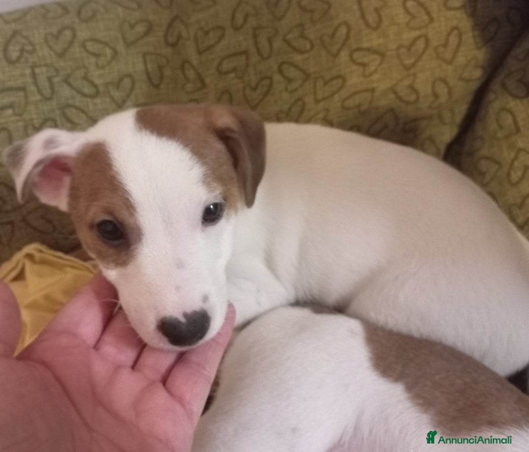 Jack Russell cani in vendita: Jack Russell Terrier maschi a Provincia di Ravenna - Immagine 7