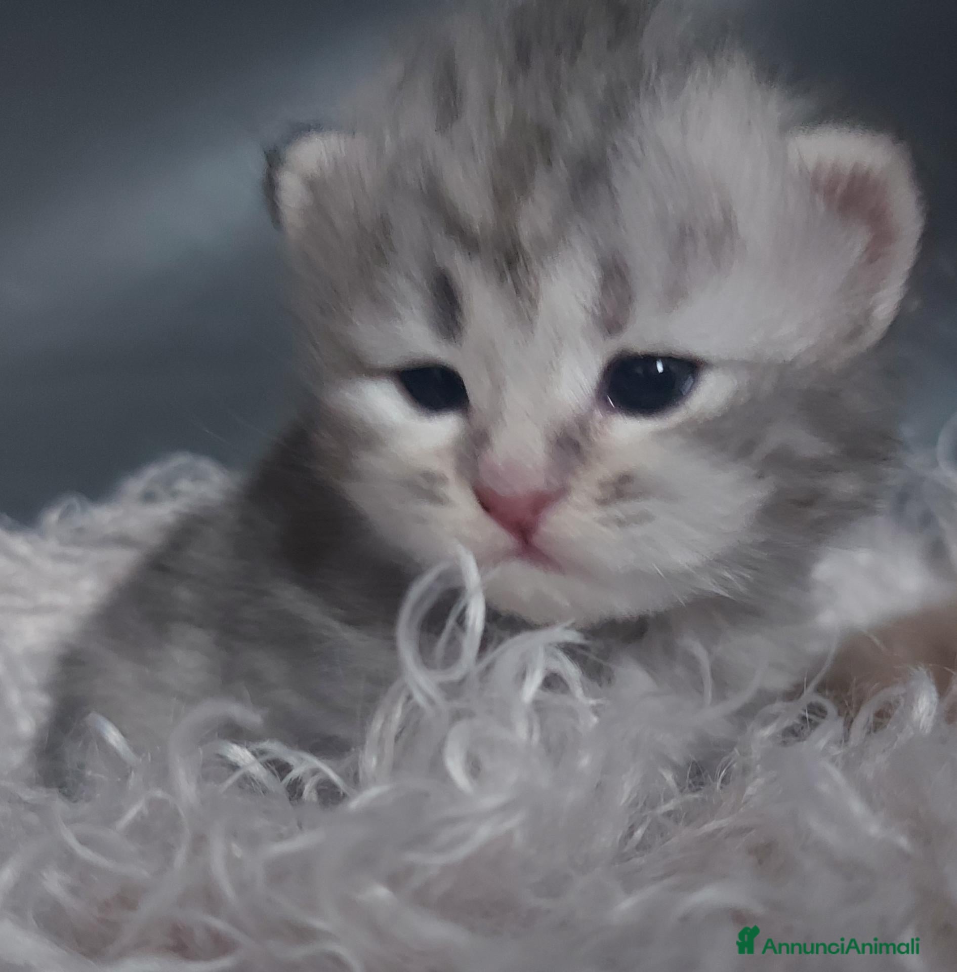 Siberiano gatti Cuccioli di gatto Siberiano Certificati  - Annuncio 4