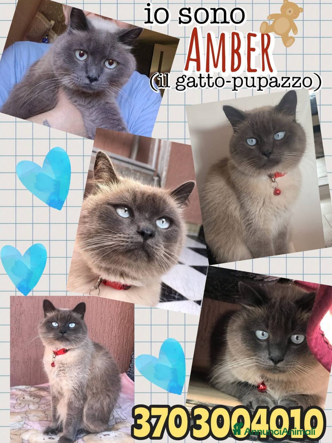 Siamese gatti in regalo: AMBER a Città metropolitana di Roma Capitale - Immagine 7