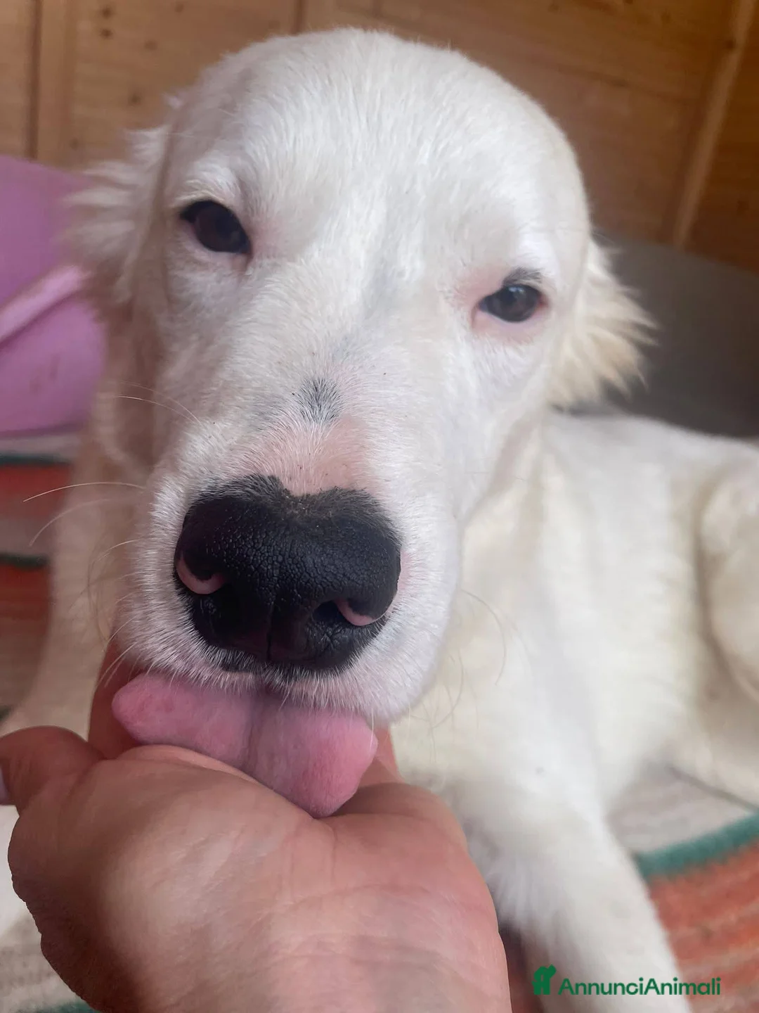 Meticcio cani in regalo: Snoopy fantastico rubacuori - Annuncio 2