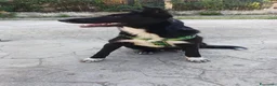 Pastore Belga cani in regalo: Cucciolo di pastore belga cerca casa  a Provincia di Catanzaro - Annuncio 2