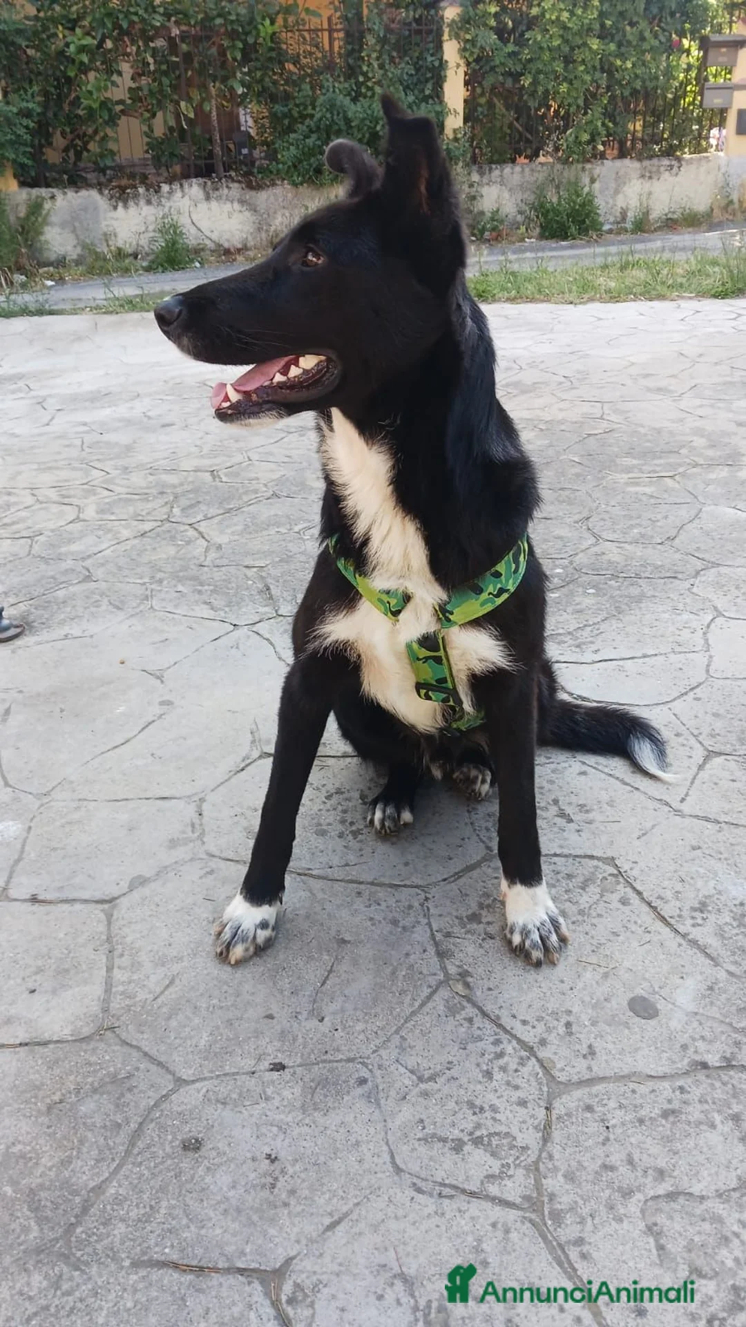 Pastore Belga cani in regalo: Cucciolo di pastore belga cerca casa  a Provincia di Catanzaro - Annuncio 2