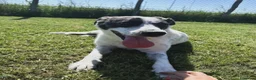 Meticcio cani in regalo: Fatima, cucciolotta strepitosa in adozione  - Annuncio 7