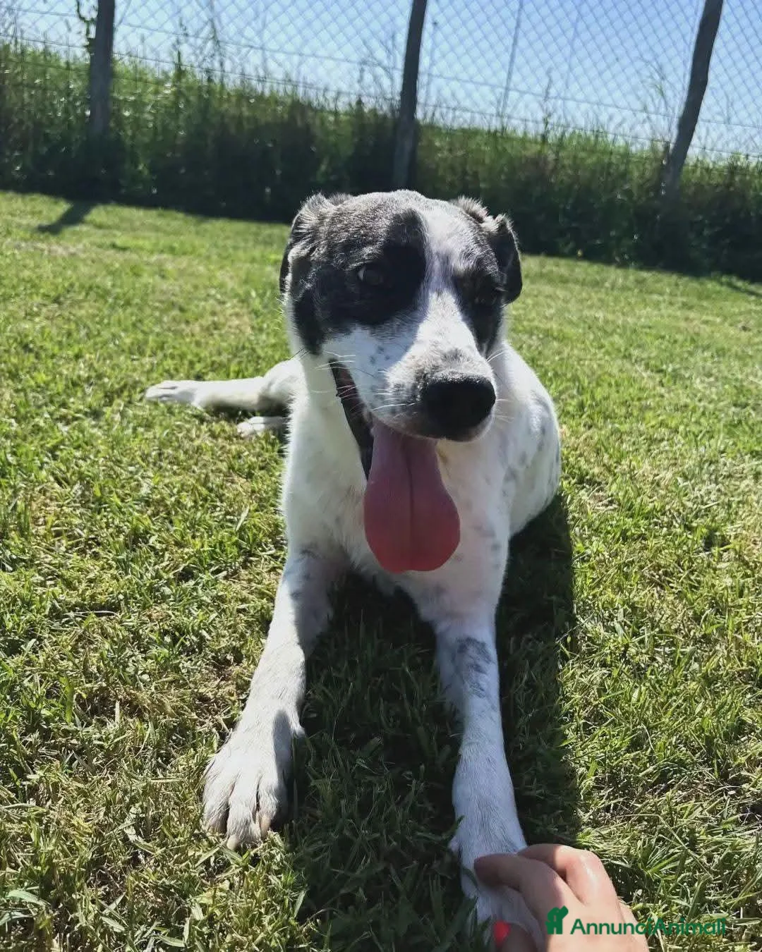 Meticcio cani in regalo: Fatima, cucciolotta strepitosa in adozione  - Annuncio 7