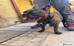 Bulldog Francese cani in vendita: Bulldog francese  - Immagine 8