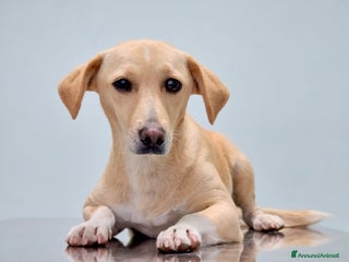 Meticcio cani LEA cagnolina taglia piccola di 5 anni - Annuncio 1