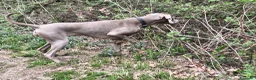 Weimaraner cani in vendita: WEIMARANER splendidi cuccioli  - Annuncio 13