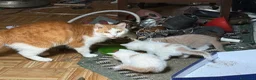 Europeo gatti in regalo: Regalo gattini - Annuncio 2