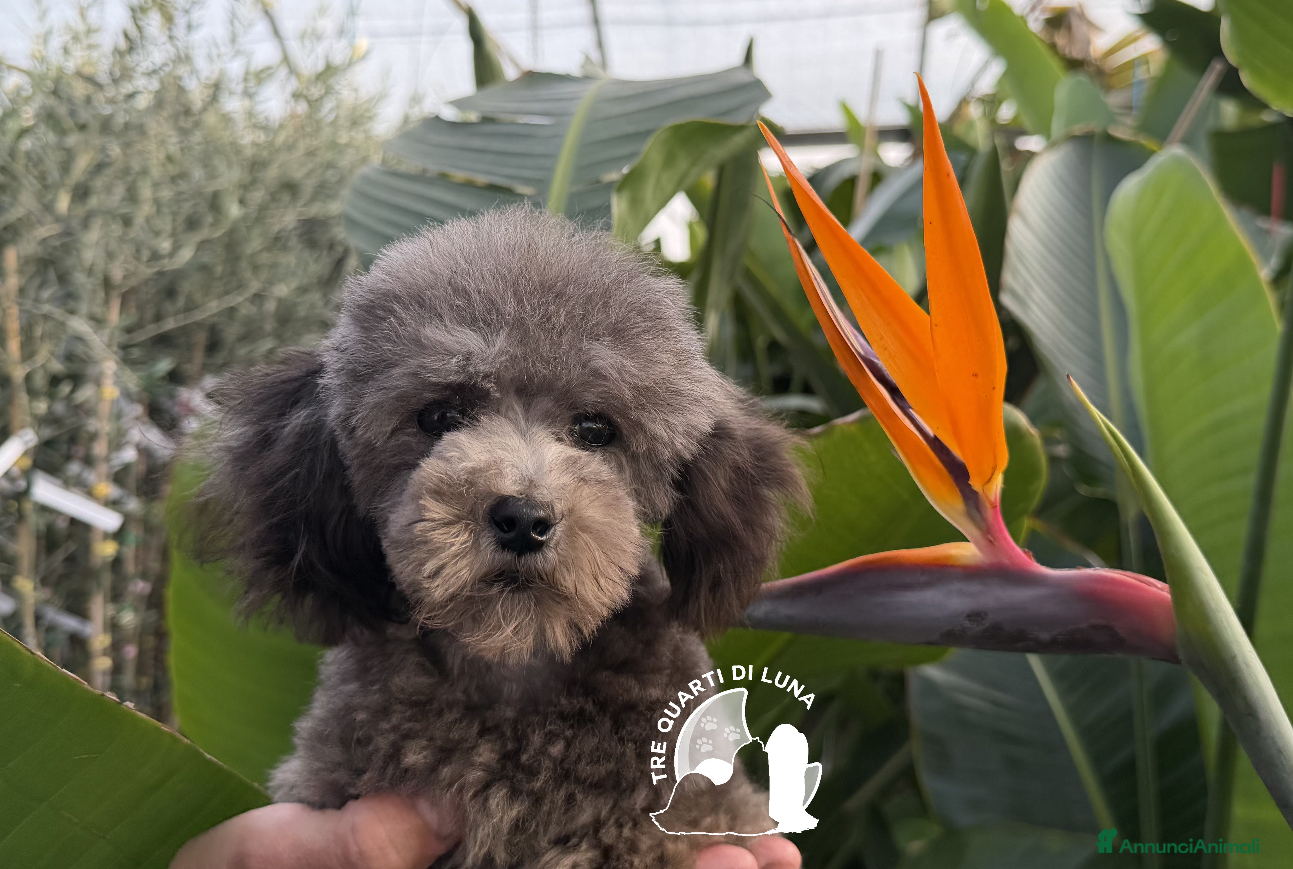 Barboncino Toy cani Barboncino Cucciolo TREQUARTIDILUNA  - Annuncio 2