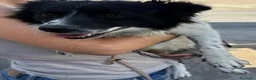 Meticcio cani in regalo: Scricciolo 8 kg, gioioso buono socievole - Annuncio 4