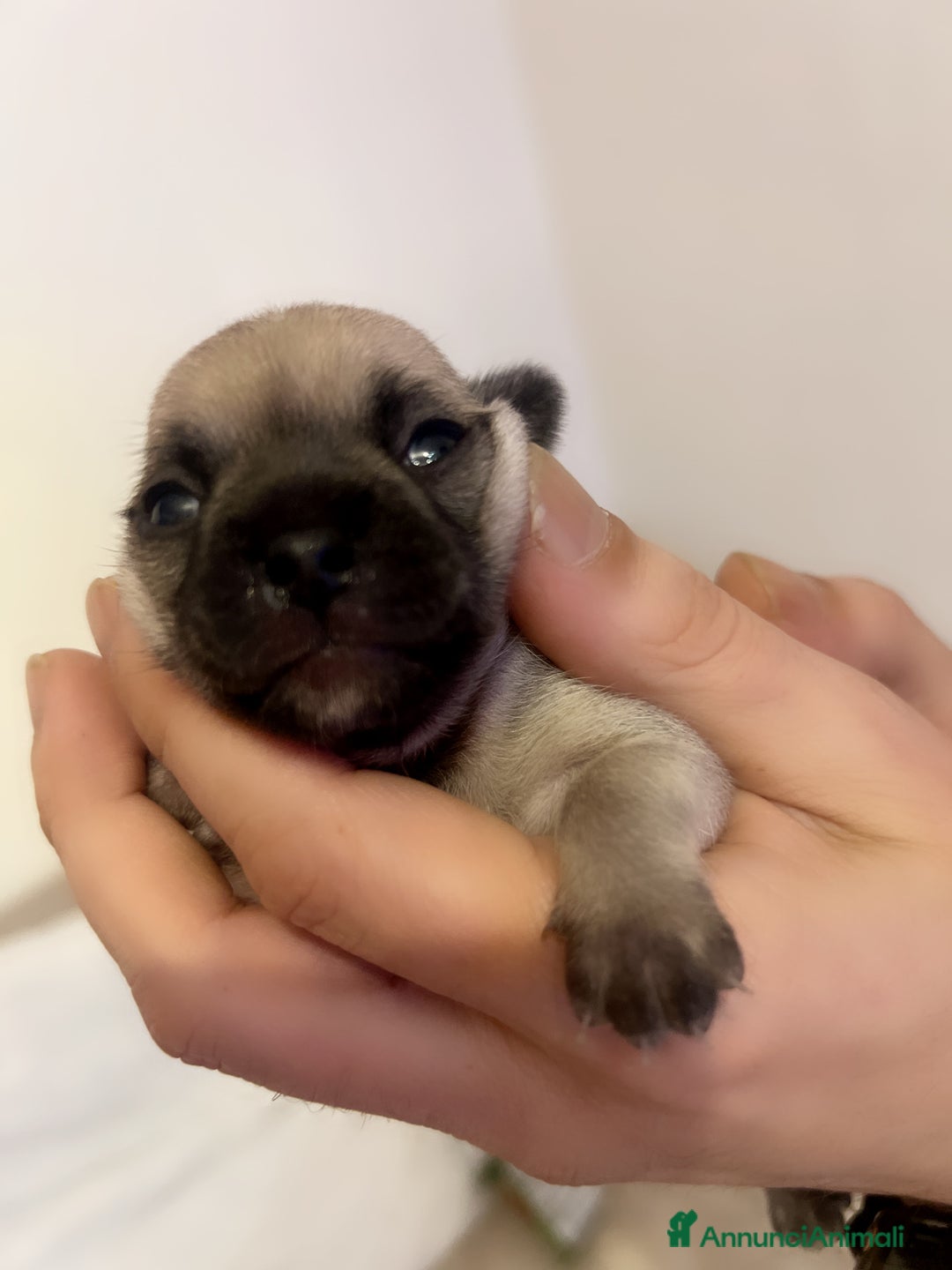 Chihuahua cani in vendita: Chihuahua  - Annuncio 8