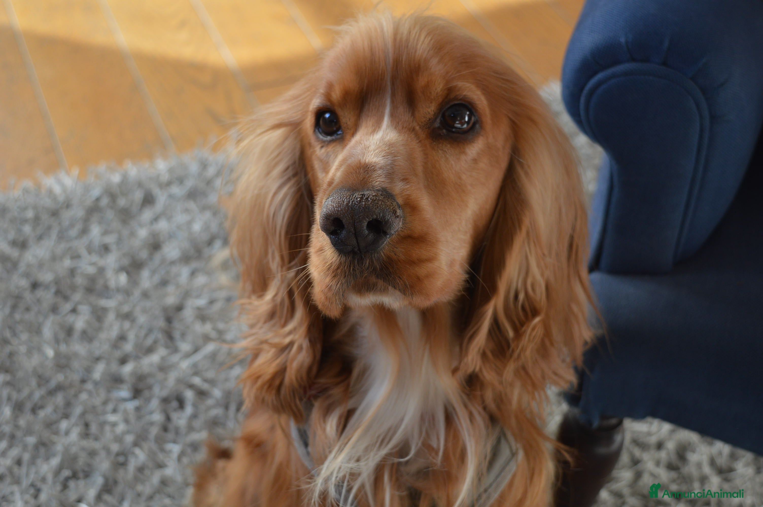 Cocker cani Cocker maschio per monta - Annuncio 3