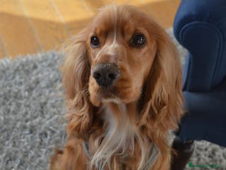 Cocker cani Cocker maschio per monta - Annuncio 7