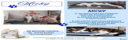 Europeo gatti in regalo: MICKY, affettuoso micio da adottare! - Annuncio 1