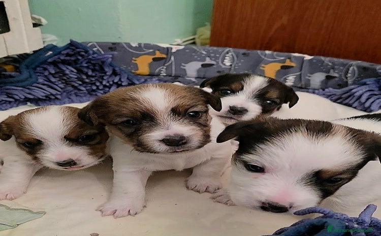 Jack Russell cani - Annuncio 1