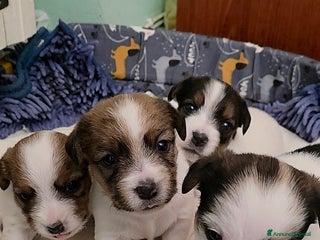 Jack Russell cani Cuccioli di Jack Russell - Annuncio 8