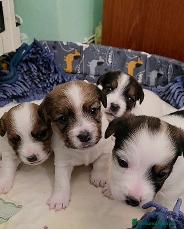 Jack Russell cani Cuccioli di Jack Russell - Annuncio 4