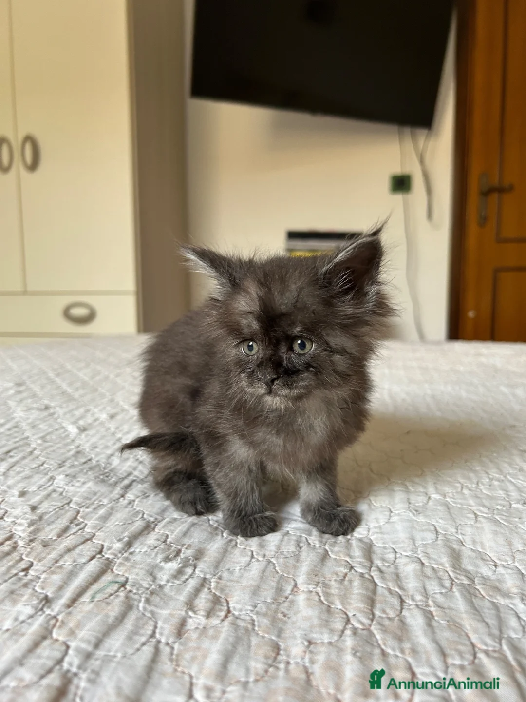 Maine Coon gatti in vendita: Cucciolo Maine Coon pedigree ANFI - Annuncio 12