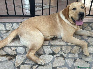 Labrador cani Labrador - Annuncio 1