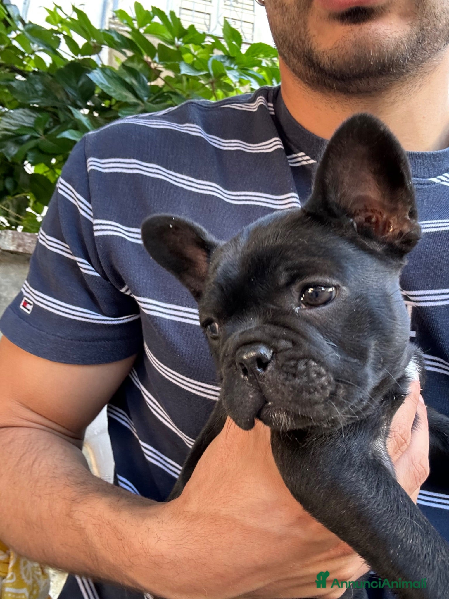 Bulldog Francese cani bulldog francese nero tigrato  - Annuncio 1