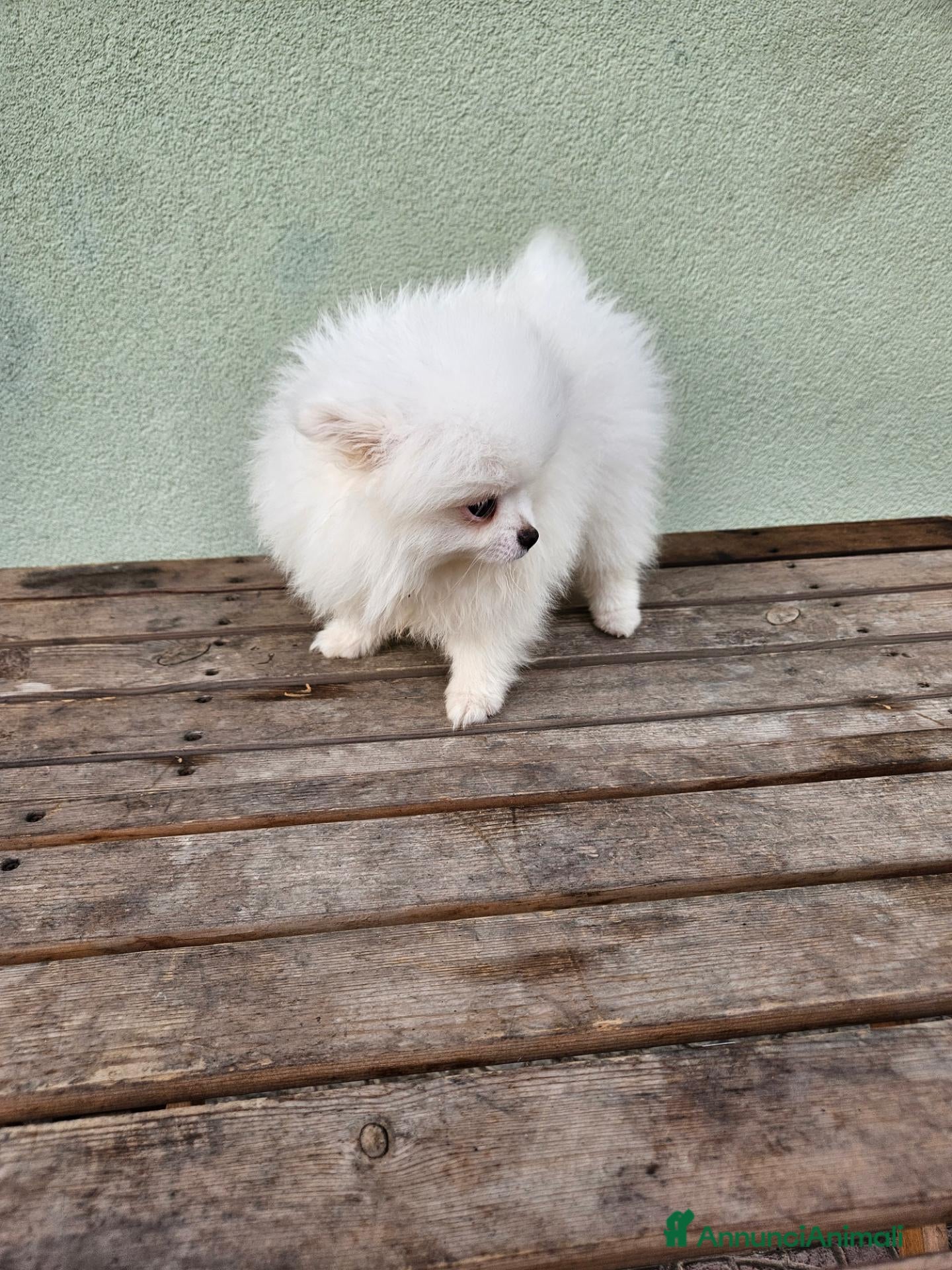 Volpino Pomerania cani Cuccioli pomerania - Annuncio 25