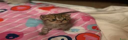 Scottish gatti in vendita: Vendesi scottish Fold/straight a Provincia di Pisa - Annuncio 7