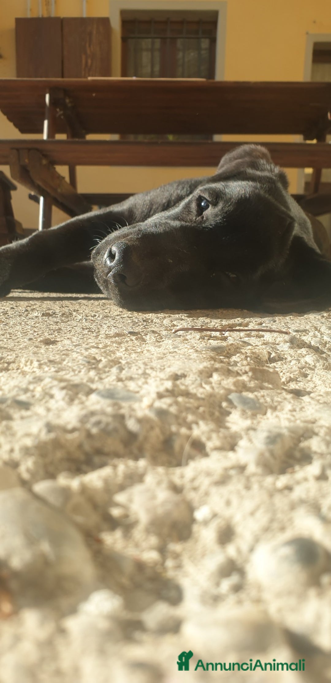 Labrador cani in vendita: Cucciolone di Labrador Maschio - Annuncio 5