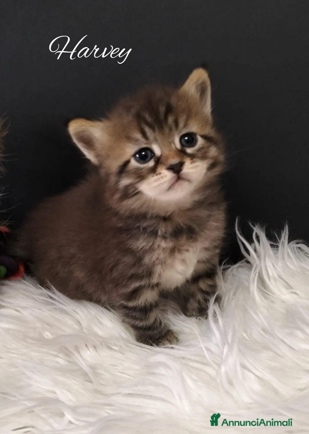 Siberiano gatti in vendita: Siberiano  - Annuncio 2